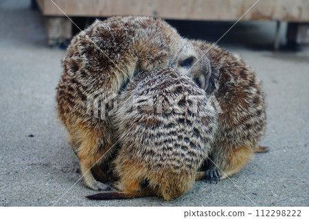 狐獴 狐獴 112298222