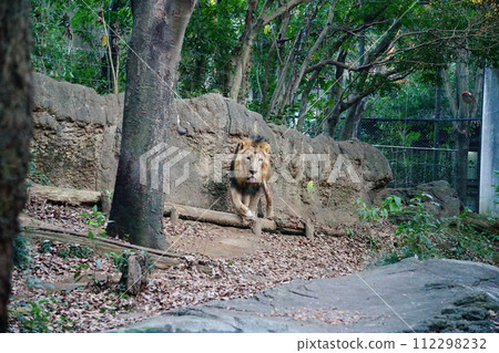 lion lion 112298232
