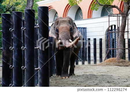Indian elephant Indian elephant 112298274
