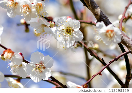 早春梅花 早春梅花 112298339