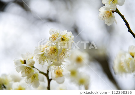 早春梅花 112298356