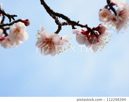 Red plum blossoms telling the coming of spring Red plum blossoms telling the coming of spring 112298394
