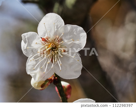 Red plum blossoms telling the coming of spring 112298397