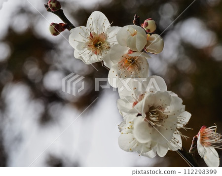 Red plum blossoms telling the coming of spring Red plum blossoms telling the coming of spring 112298399
