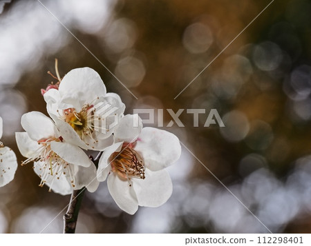 Red plum blossoms telling the coming of spring Red plum blossoms telling the coming of spring 112298401