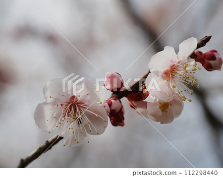 Red plum blossoms telling the coming of spring 112298440