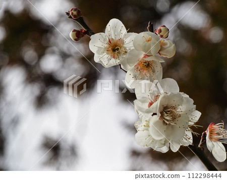 梅花告訴春天的到來 112298444