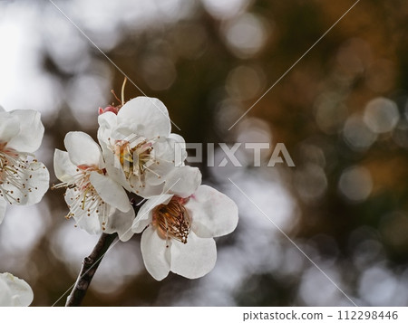Plum blossoms telling the arrival of spring 112298446