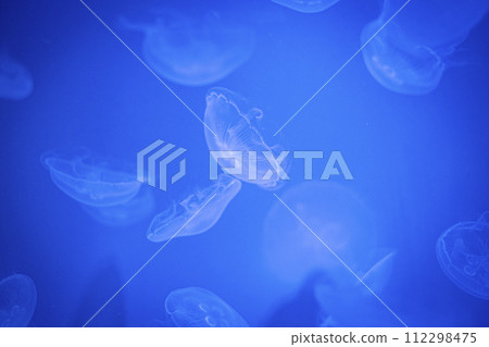 Jellyfish floating in the water tank Jellyfish floating in the water tank 112298475