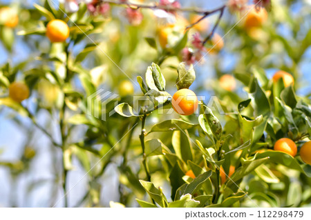 Kumquat fruits ripen in abundance 112298479