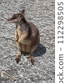 野生岩袋鼠 112298505
