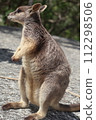野生岩袋鼠 112298506