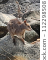 野生岩袋鼠 112298508
