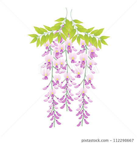 紫色紫藤花 紫色紫藤花 112298667