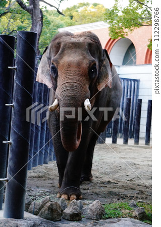Indian elephant Indian elephant 112298766