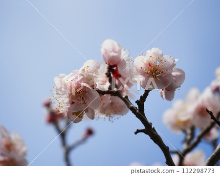 Red plum blossoms telling the coming of spring Red plum blossoms telling the coming of spring 112298773