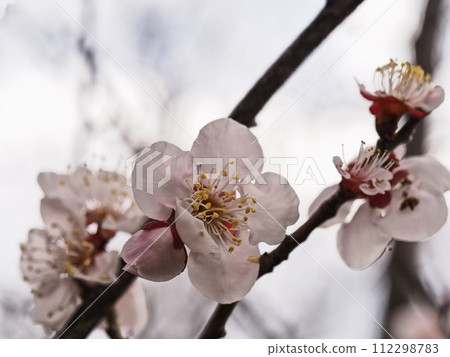 Red plum blossoms telling the coming of spring Red plum blossoms telling the coming of spring 112298783