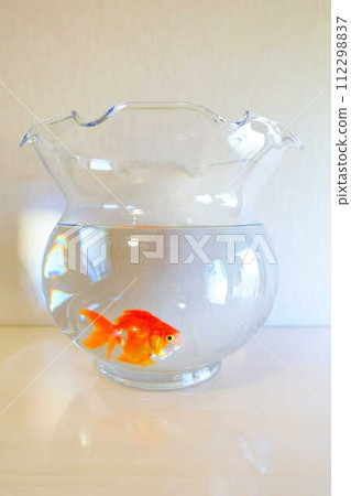 Goldfish Goldfish Fish Summer Japan Japanese Goldfish Goldfish Fish Summer Japan Japanese 112298837