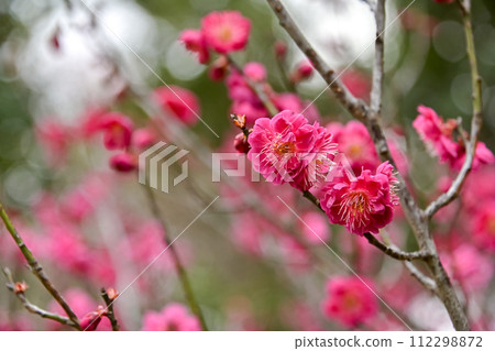 Plum blossoms telling the arrival of spring Plum blossoms telling the arrival of spring 112298872