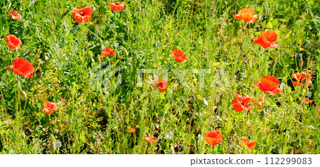 Scarlet poppy flowers on a green meadow. Wide photo. Scarlet poppy flowers on a green meadow. Wide photo. 112299083