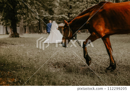 brown brown horse gelding mare grazing. Newlyweds walk holding hands in summer near trees 112299205