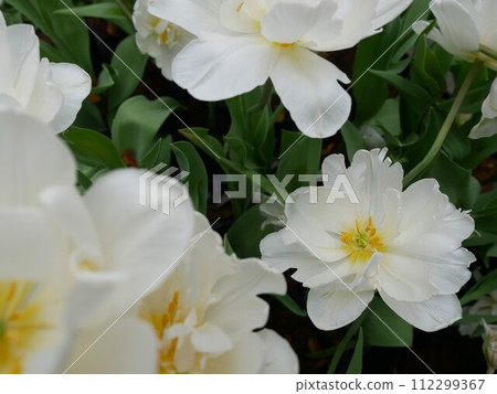 Tulip 06 Tulip 06 112299367