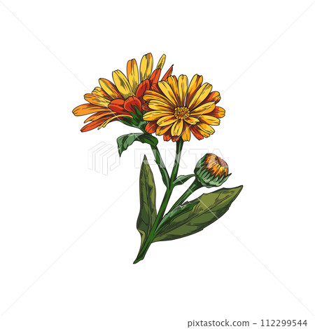 Beautiful Calendula branch with flowers and leaves, vector hand drawn blossom orange daisy, tea plant, organic herb 112299544