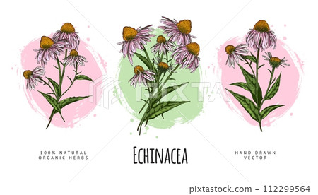 Echinacea purpurea flowers hand drawn set on watercolor stain, floral label vector design, natural organic herb Echinacea purpurea flowers hand drawn set on watercolor stain, floral label vector design, natural organic herb 112299564