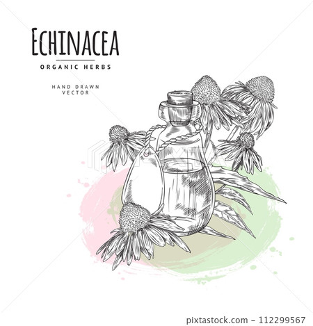 Echinacea organic herbal oil label or tag, sketch vector illustration isolated. 112299567
