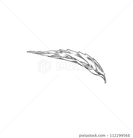 Echinacea leaf hand drawn engraved drawing, coneflower herbal foliage, medical healing organic herb vector ink botanical 112299568