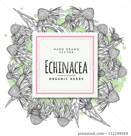 Vintage square frame template with hand drawn echinacea. 112299569