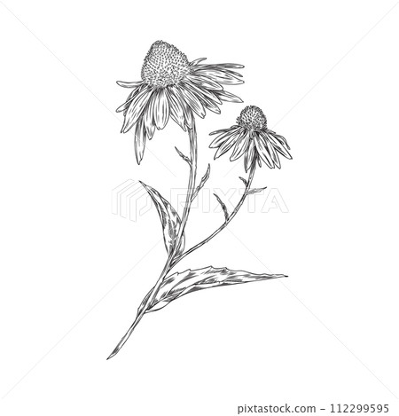 Echinacea flower engraved hand drawn, vector medical herb, beautiful blossom Echinacea branch, flowers with leaves 112299595