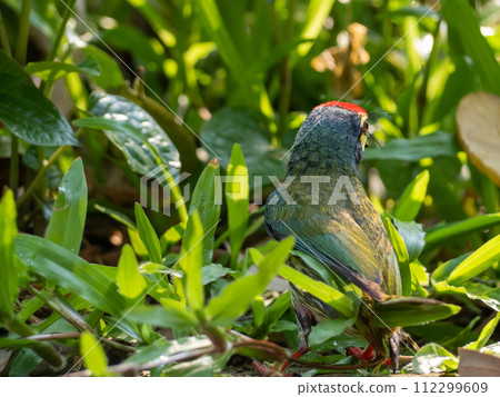 The Coppersmith barbet bird in the garden The Coppersmith barbet bird in the garden 112299609