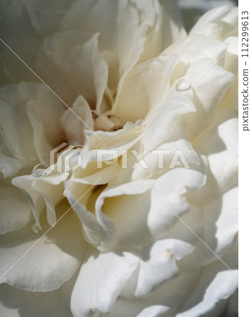 Delicate Princess Miyuki rose petals as nature background 112299613