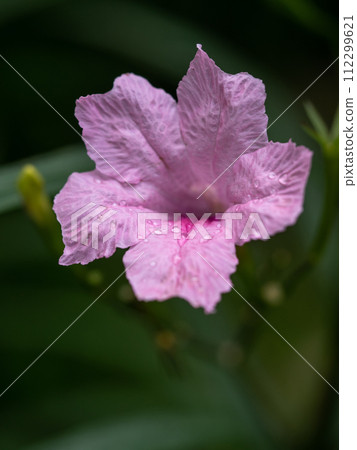 Delicate pink petals of the Wild Petunia flower 112299621