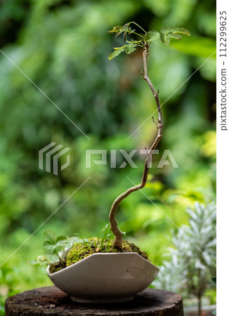 Small tree setting put it in a small pot as a mini bonsai 112299625