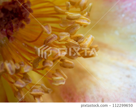 Close-up delicate rose pollens and petals as nature background 112299650