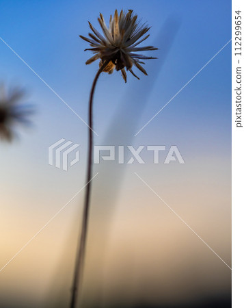 Close-up the dried seed of a Tridax Daisy flower when withering 112299654