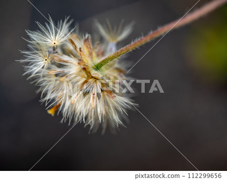 The seed of a Tridax Daisy flower when withering The seed of a Tridax Daisy flower when withering 112299656