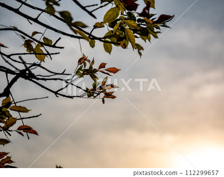 A Low Vantage Point to the leaves of tree , Looking up to the sky A Low Vantage Point to the leaves of tree , Looking up to the sky 112299657