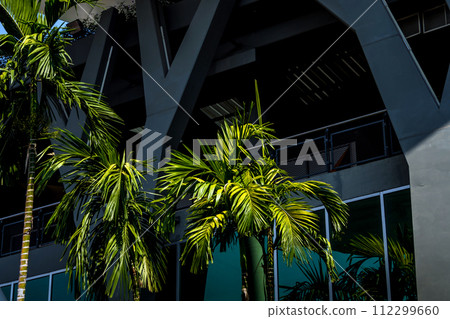 Palm trees decorate the modern building 112299660