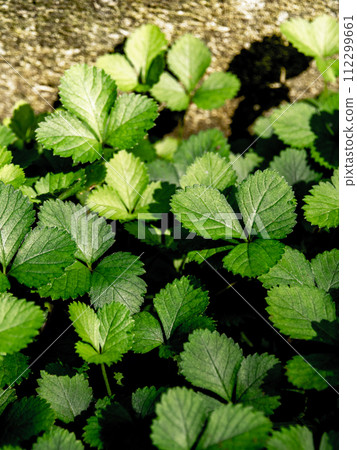 The Mock Strawberry plant for ground cover in the garden The Mock Strawberry plant for ground cover in the garden 112299661