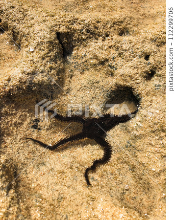 Close up Ophiura Spiny brittle star. Ophiocoma echinata black in Red sea star Egypt underwater Close up Ophiura Spiny brittle star. Ophiocoma echinata black in Red sea star Egypt underwater 112299706