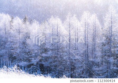 【長野縣】冬天的霧峰高原,鑽石塵飛舞的白霜原始森林 【長野縣】冬天的霧峰高原,鑽石塵飛舞的白霜原始森林 112300414
