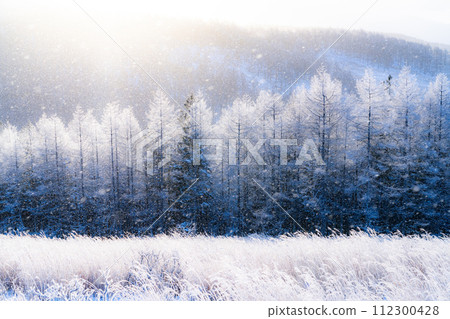 [Nagano Prefecture] Kirigamine Plateau in winter, a virgin forest of hoarfrost with diamond dust dancing 112300428
