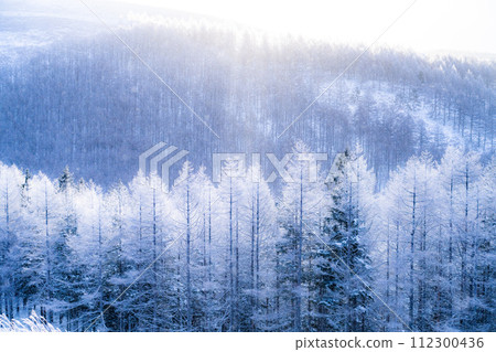 [Nagano Prefecture] Kirigamine Plateau in winter, a virgin forest of hoarfrost with diamond dust dancing 112300436