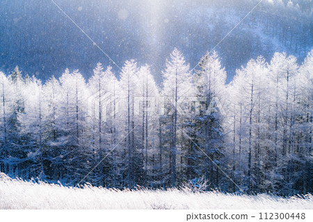 [Nagano Prefecture] Kirigamine Plateau in winter, a virgin forest of hoarfrost with diamond dust dancing 112300448