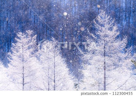 [Nagano Prefecture] Kirigamine Plateau in winter, a virgin forest of hoarfrost with diamond dust dancing 112300455