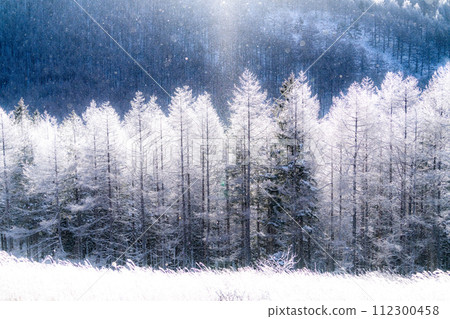[Nagano Prefecture] Kirigamine Plateau in winter, a virgin forest of hoarfrost with diamond dust dancing 112300458