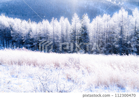 [Nagano Prefecture] Kirigamine Plateau in winter, a virgin forest of hoarfrost with diamond dust dancing 112300470